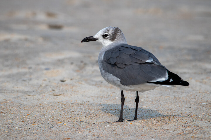 Laughing Gull